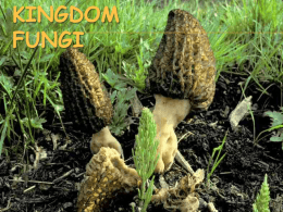 kingdom fungi - Biology Junction