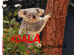 Koala Adaptations - Mrs. Coupe's Scoop