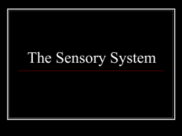 The Sensory System - Faculty Web Pages