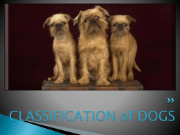 CLASSIFICATION of DOGS