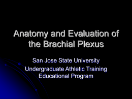 Brachial Plexus