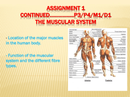 Assignment 1 continued……………..P3/P4/M1/D2 The muscular …