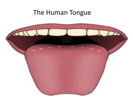 The Human Tongue