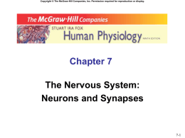 Human Physiology - Maryville University