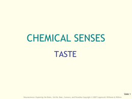 Chapter 08: The Chemical Senses