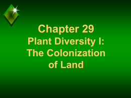 Plants and the Colorization of Land