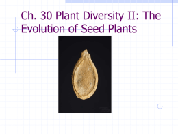 Ch. 20 Plant Diversity II: The Evolution of Seed Plants