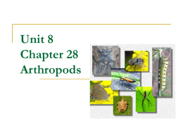 Unit 8 Chapter 28 Arthropods