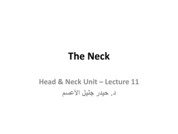 The Head & Neck