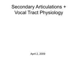 Vocal Tract Musculature