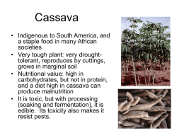 Cassava - Rutgers University