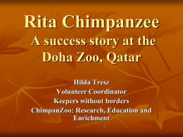 A success story Rita Chimpanzee at the Doha Zoo, Qatar