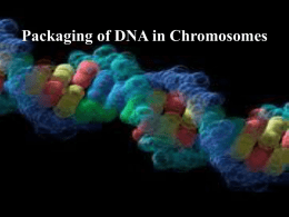Packaging of DNA in chromosomes
