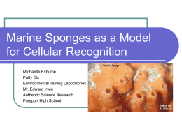 Marine Sponges as a Model for Cellular Recognition
