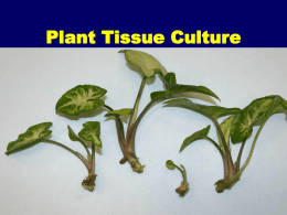 Lecture 2: Applications of Tissue Culture to Plant Improvement
