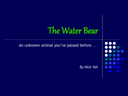 The Water Bear