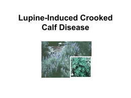 Lupine-Induced Crooked Calf Disease