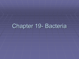 Chapter 19- Bacteria