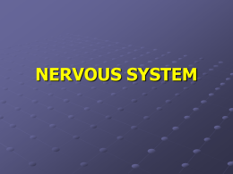 NERVOUS SYSTEM - Welcome to the Health Science Program