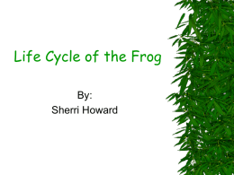 Life Cycle of the Frog - Texarkana Independent School District