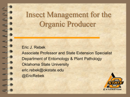 Corn Insect Management