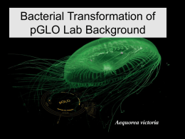 Bacterial Transformation of pGLO