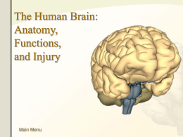 Mild Traumatic Brain Injury