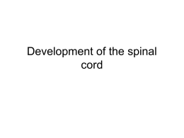 Development of the spinal cord