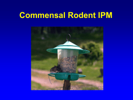 Integrated Pest Management for Rodent Control