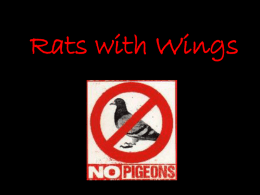 Rats with Wings - St. John's University
