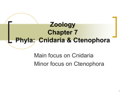 Zoology Chapter 7 Phyla: Cnidaria & Ctenophora
