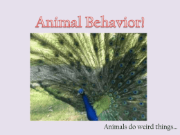 Animal Behavior!