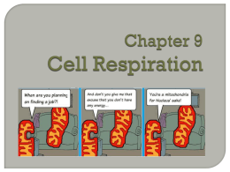 Cell Respiration - Hollidaysburg Area School District