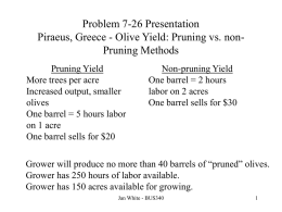 Piraeus, Greece - Olive Yield: Pruning vs. non