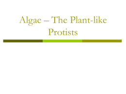 Plant - like Protists