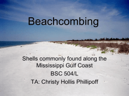 Beachcombing - The Aquila Digital Community