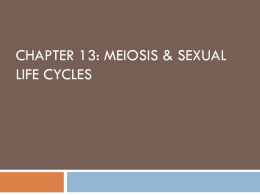 Chapter 13: Meiosis & Sexual Life Cycles