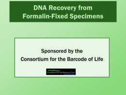 DNA Recovery from Formalin
