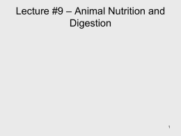 Lecture #10 – Animal Nutrition and Digestion