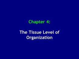 Chapter 4: The Tissue Level of Organization