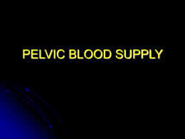 PELVIC BLOOD SUPPLY - University of Kansas Medical Center