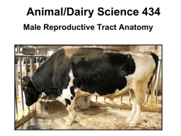 Bull Reproductive Tract - University of Wisconsin