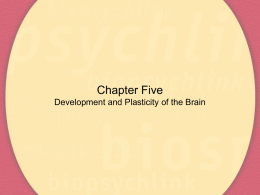 Development and Plasticity of the Brain
