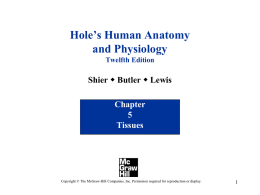 PowerPoint to accompany Hole&rsquo;s Human Anatomy and