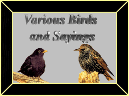 Birds and Sayings - The McClure Family