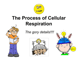 The Process of Cellular Respiration