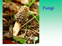 Fungi - Welcome to the Home Page for Voyager2.DVC.edu.