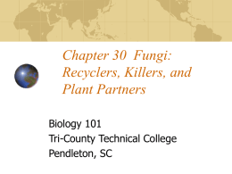 Chapter 30 Fungi: Recyclers, Killers, and Plant Partners