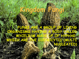 Fungi - Weebly