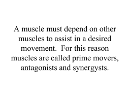 A muscle must depend on other muscles to assist in a